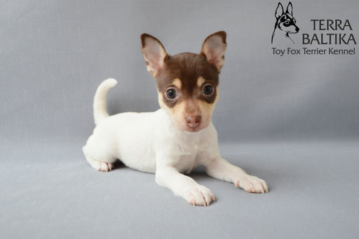 #тойфокстерьер #амертой #террабалтика #toyfoxterrier #terrabaltika #puppies #kennel