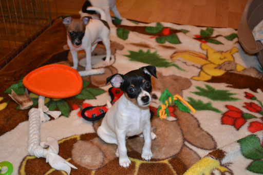#тойфокстерьер #амертой #террабалтика #toyfoxterrier #terrabaltika #puppies #kennel