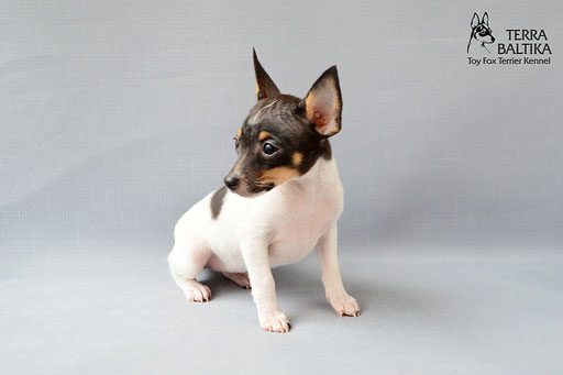 #тойфокстерьер #амертой #террабалтика #toyfoxterrier #terrabaltika #puppies #kennel
