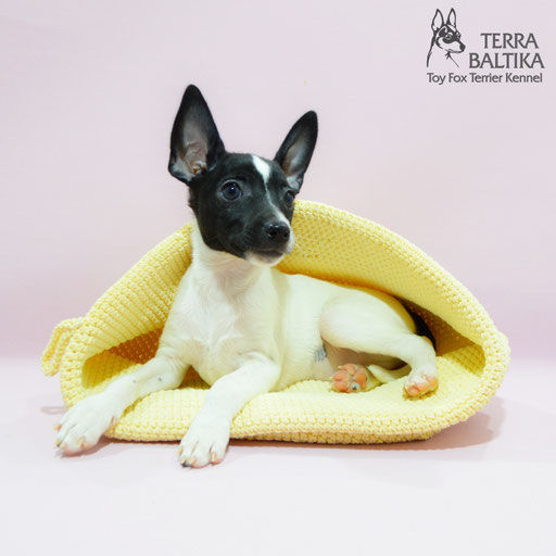 #тойфокстерьер #амертой #террабалтика #toyfoxterrier #terrabaltika #puppies #kennel