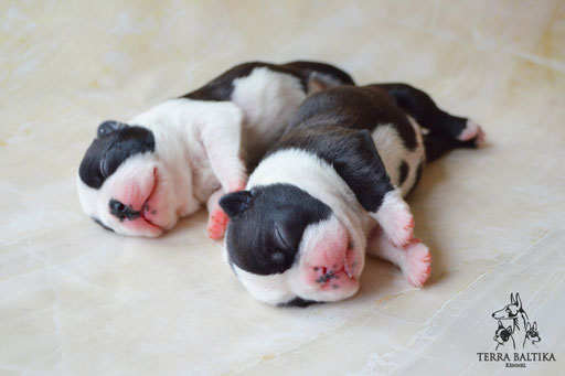бостон терьер, бостонский терьер, boston terrier, бостон, щенки бостона, питомник бостонов
