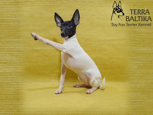 #тойфокстерьер #амертой #террабалтика #toyfoxterrier #terrabaltika #puppies #kennel