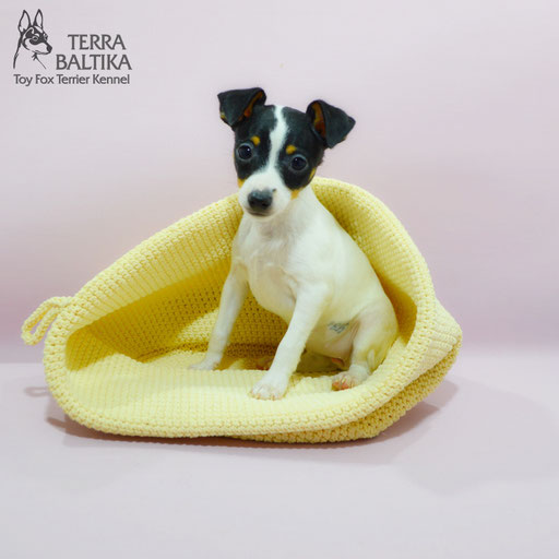#тойфокстерьер #амертой #террабалтика #toyfoxterrier #terrabaltika #puppies #kennel