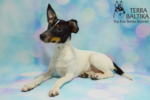 #тойфокстерьер #амертой #террабалтика #toyfoxterrier #terrabaltika #puppies #kennel