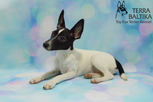 #тойфокстерьер #амертой #террабалтика #toyfoxterrier #terrabaltika #puppies #kennel