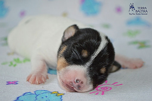 #тойфокстерьер #амертой #террабалтика #toyfoxterrier #terrabaltika #puppies #kennel