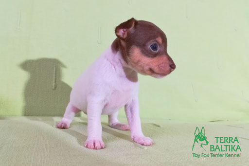 #тойфокстерьер #амертой #террабалтика #toyfoxterrier #terrabaltika #puppies #kennel
