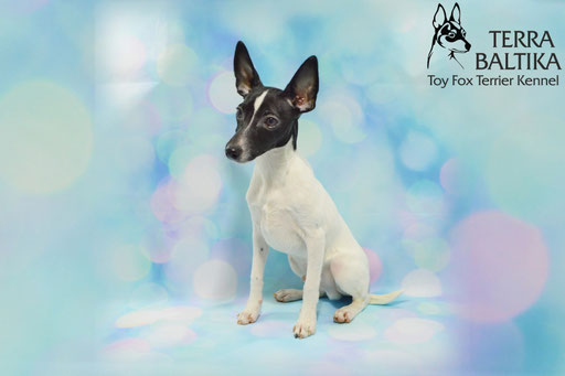 #тойфокстерьер #амертой #террабалтика #toyfoxterrier #terrabaltika #puppies #kennel