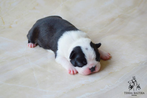 бостон терьер, бостонский терьер, boston terrier, бостон, щенки бостона, питомник бостонов