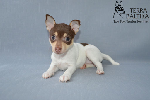 #тойфокстерьер #амертой #террабалтика #toyfoxterrier #terrabaltika #puppies #kennel
