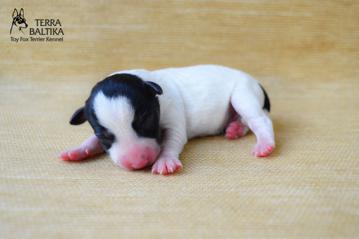 #тойфокстерьер #амертой #террабалтика #toyfoxterrier #terrabaltika #puppies #kennel