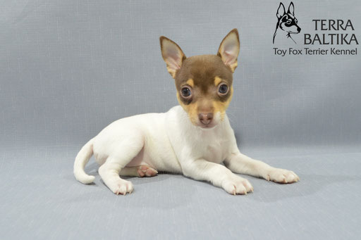 #тойфокстерьер #амертой #террабалтика #toyfoxterrier #terrabaltika #puppies #kennel