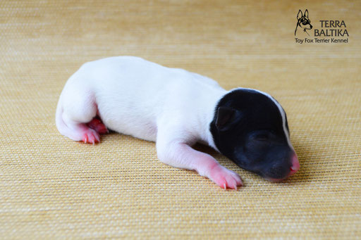 #тойфокстерьер #амертой #террабалтика #toyfoxterrier #terrabaltika #puppies #kennel