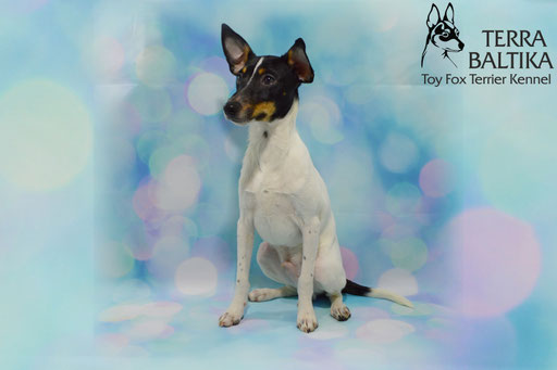#тойфокстерьер #амертой #террабалтика #toyfoxterrier #terrabaltika #puppies #kennel