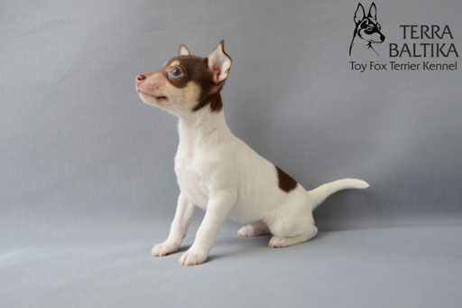 #тойфокстерьер #амертой #террабалтика #toyfoxterrier #terrabaltika #puppies #kennel