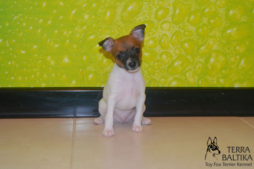 #тойфокстерьер #амертой #террабалтика #toyfoxterrier #terrabaltika #puppies #kennel