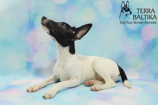 #тойфокстерьер #амертой #террабалтика #toyfoxterrier #terrabaltika #puppies #kennel