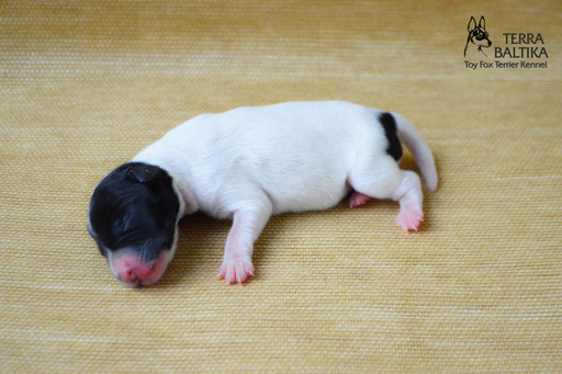 #тойфокстерьер #амертой #террабалтика #toyfoxterrier #terrabaltika #puppies #kennel