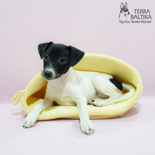 #тойфокстерьер #амертой #террабалтика #toyfoxterrier #terrabaltika #puppies #kennel