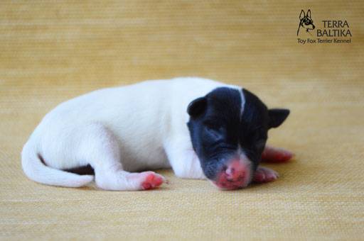 #тойфокстерьер #амертой #террабалтика #toyfoxterrier #terrabaltika #puppies #kennel