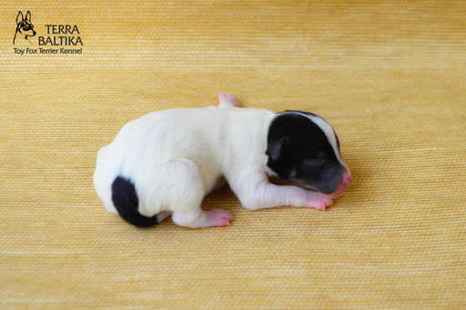 #тойфокстерьер #амертой #террабалтика #toyfoxterrier #terrabaltika #puppies #kennel