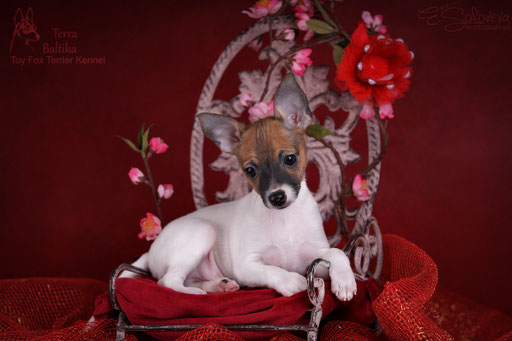 #тойфокстерьер #амертой #террабалтика #toyfoxterrier #terrabaltika #puppies #kennel