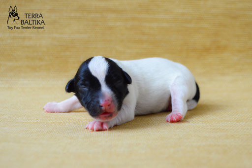 #тойфокстерьер #амертой #террабалтика #toyfoxterrier #terrabaltika #puppies #kennel