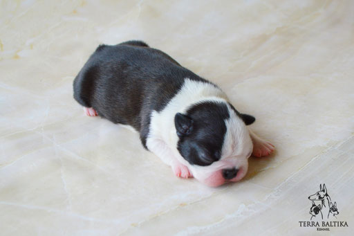 бостон терьер, бостонский терьер, boston terrier, бостон, щенки бостона, питомник бостонов