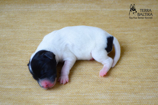 #тойфокстерьер #амертой #террабалтика #toyfoxterrier #terrabaltika #puppies #kennel