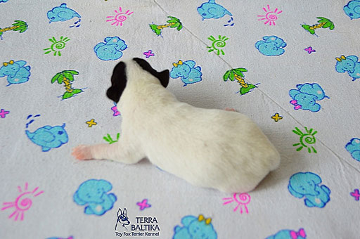 #тойфокстерьер #амертой #террабалтика #toyfoxterrier #terrabaltika #puppies #kennel
