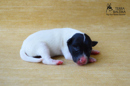 #тойфокстерьер #амертой #террабалтика #toyfoxterrier #terrabaltika #puppies #kennel