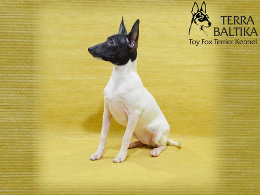 #тойфокстерьер #амертой #террабалтика #toyfoxterrier #terrabaltika #puppies #kennel