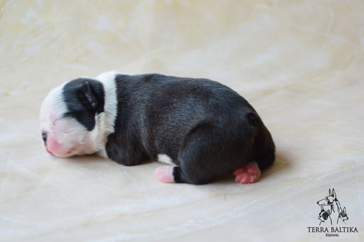 бостон терьер, бостонский терьер, boston terrier, бостон, щенки бостона, питомник бостонов