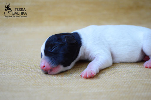 #тойфокстерьер #амертой #террабалтика #toyfoxterrier #terrabaltika #puppies #kennel