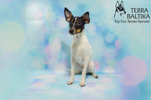 #тойфокстерьер #амертой #террабалтика #toyfoxterrier #terrabaltika #puppies #kennel