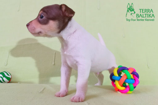 #тойфокстерьер #амертой #террабалтика #toyfoxterrier #terrabaltika #puppies #kennel