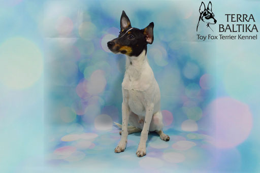 #тойфокстерьер #амертой #террабалтика #toyfoxterrier #terrabaltika #puppies #kennel