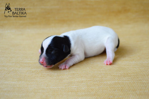 #тойфокстерьер #амертой #террабалтика #toyfoxterrier #terrabaltika #puppies #kennel