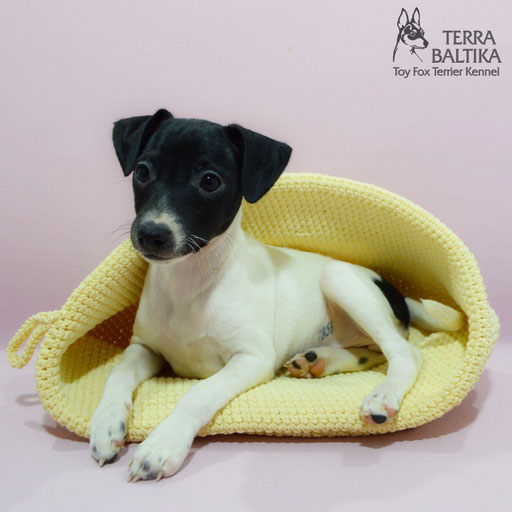 #тойфокстерьер #амертой #террабалтика #toyfoxterrier #terrabaltika #puppies #kennel