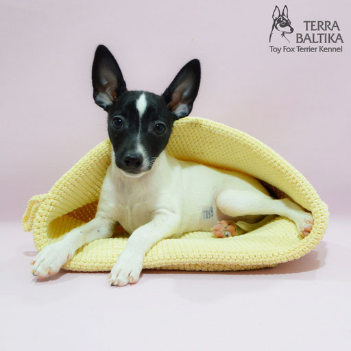 #тойфокстерьер #амертой #террабалтика #toyfoxterrier #terrabaltika #puppies #kennel