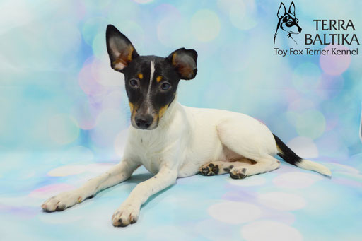 #тойфокстерьер #амертой #террабалтика #toyfoxterrier #terrabaltika #puppies #kennel