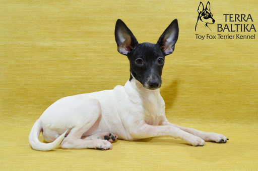 #тойфокстерьер #амертой #террабалтика #toyfoxterrier #terrabaltika #puppies #kennel