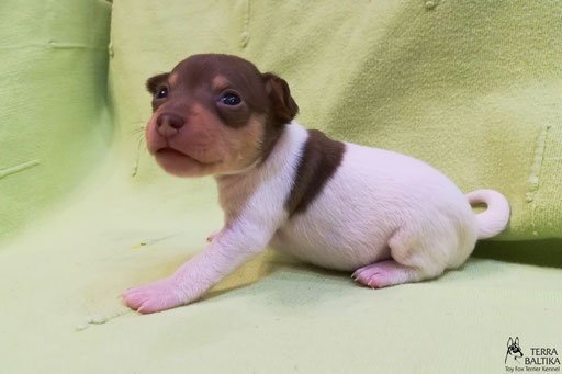 #тойфокстерьер #амертой #террабалтика #toyfoxterrier #terrabaltika #puppies #kennel