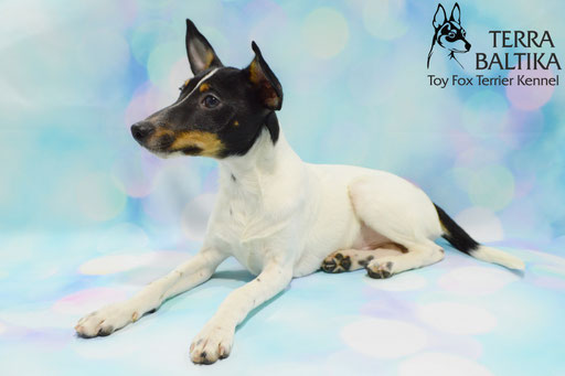 #тойфокстерьер #амертой #террабалтика #toyfoxterrier #terrabaltika #puppies #kennel