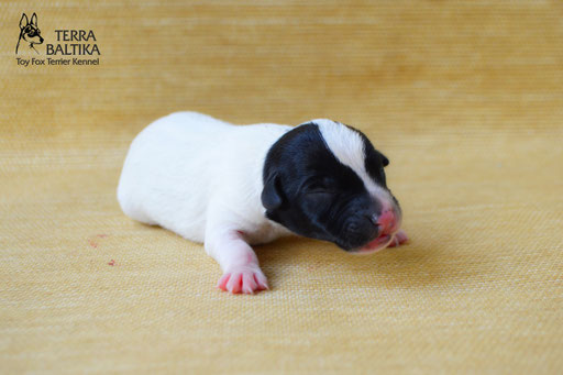 #тойфокстерьер #амертой #террабалтика #toyfoxterrier #terrabaltika #puppies #kennel
