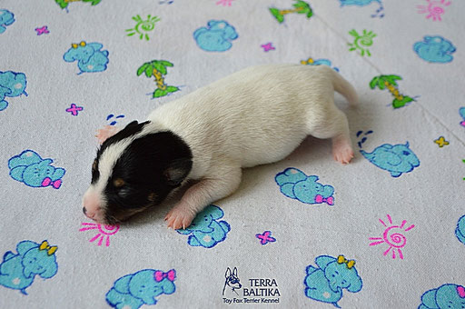 #тойфокстерьер #амертой #террабалтика #toyfoxterrier #terrabaltika #puppies #kennel