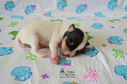#тойфокстерьер #амертой #террабалтика #toyfoxterrier #terrabaltika #puppies #kennel