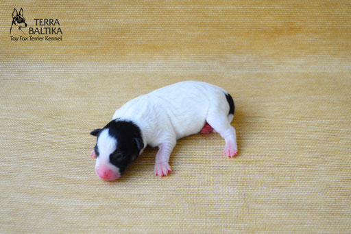 #тойфокстерьер #амертой #террабалтика #toyfoxterrier #terrabaltika #puppies #kennel