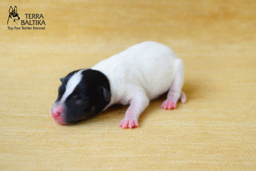 #тойфокстерьер #амертой #террабалтика #toyfoxterrier #terrabaltika #puppies #kennel