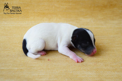 #тойфокстерьер #амертой #террабалтика #toyfoxterrier #terrabaltika #puppies #kennel